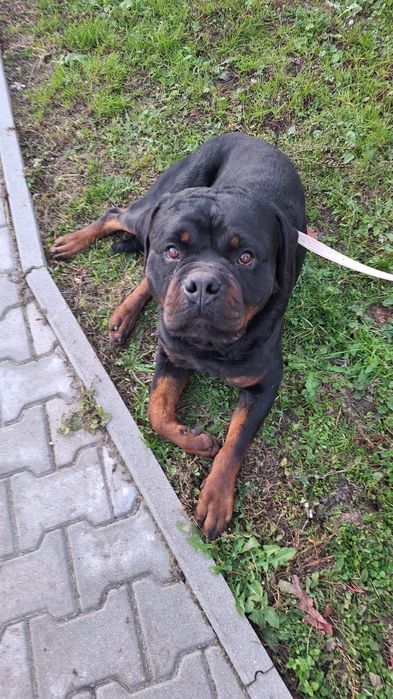 Rottweiler z rodowodem