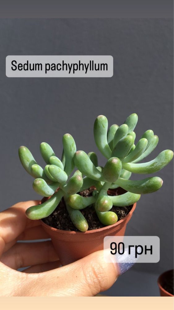 Sedum 10 видів седуму , Rubrotinctum aurora, adolphii,