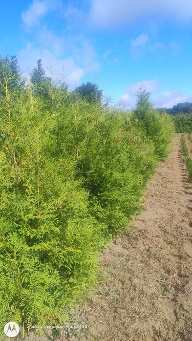 Thuja brabant 180-200cm