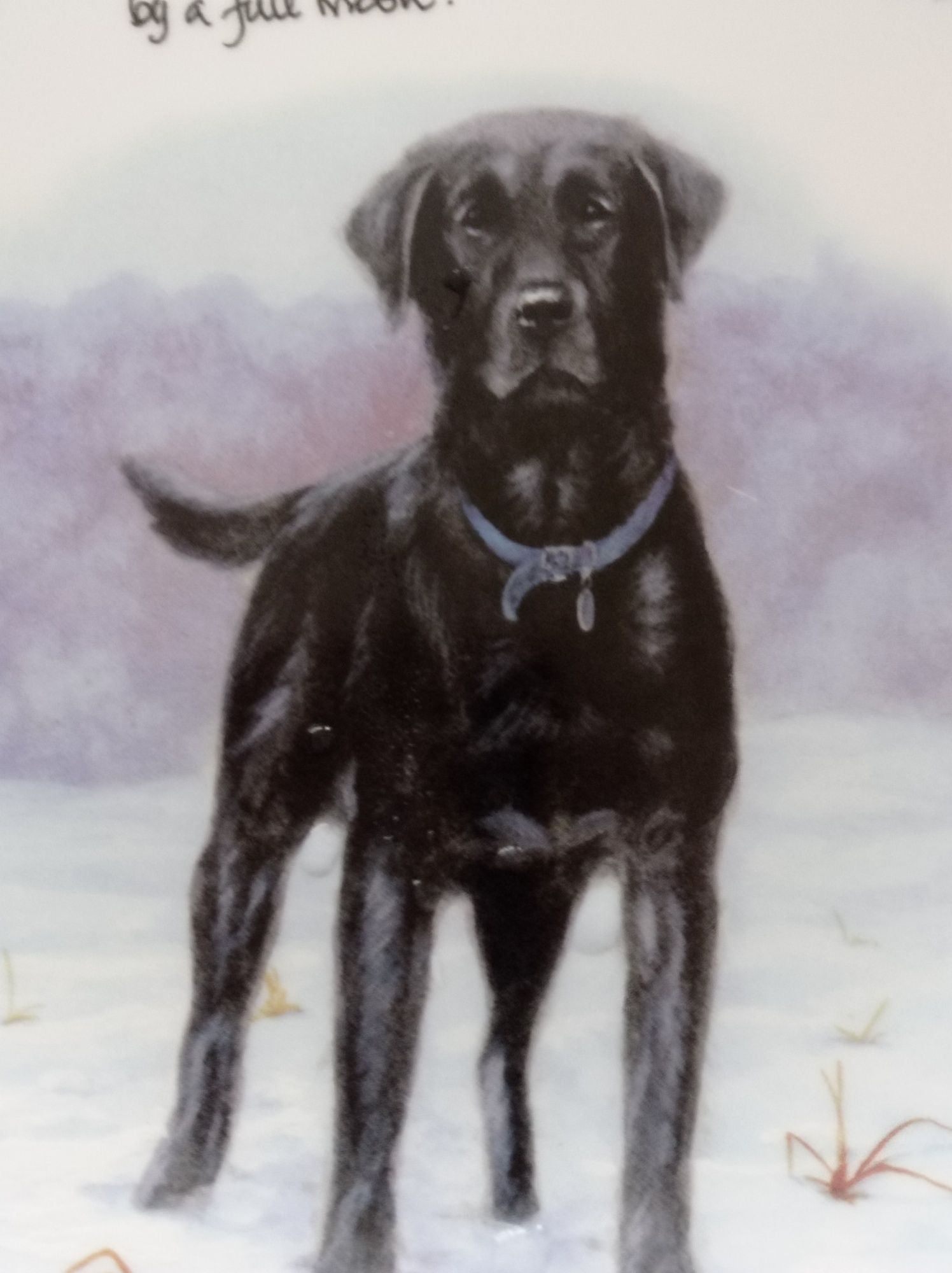 Talerz dekoracyjny  Wedgwood Anglia . Labrador