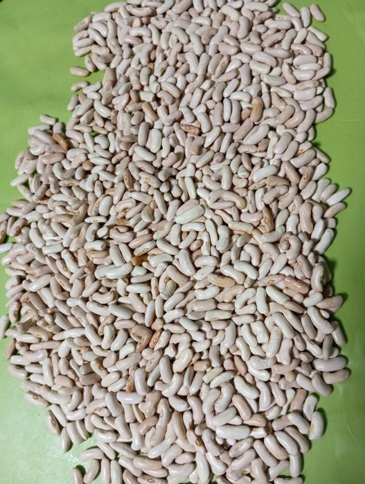 квасоля спаржева,кущова