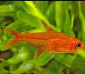 Tetra ember  peixe de cardume