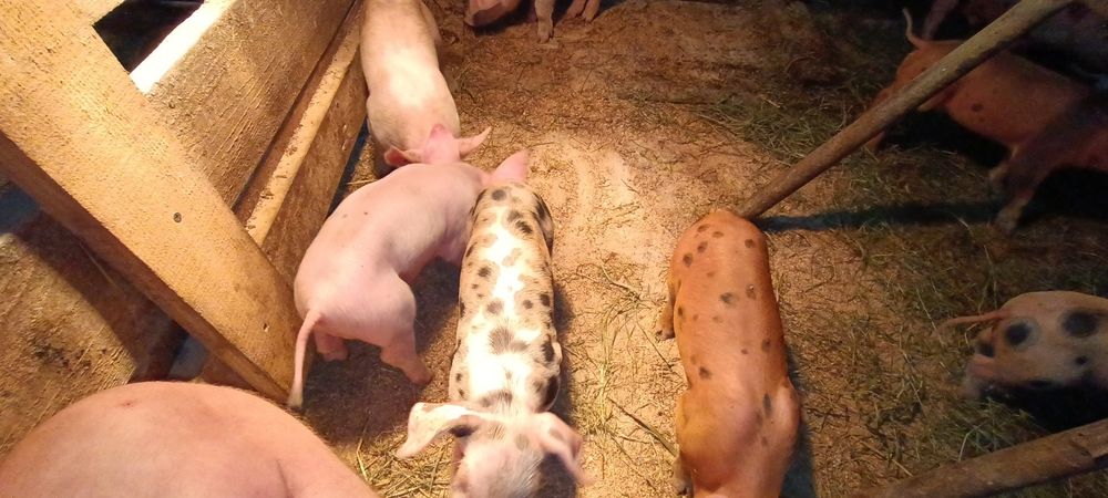 Продам поросята самовивіз або доставка
