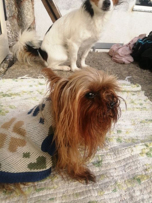 CÃO de raça yorhire terrier com 6 meses..