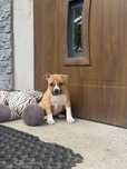 Amstaff. Ast. American staffordshire terrier Suczki  po championie AKC