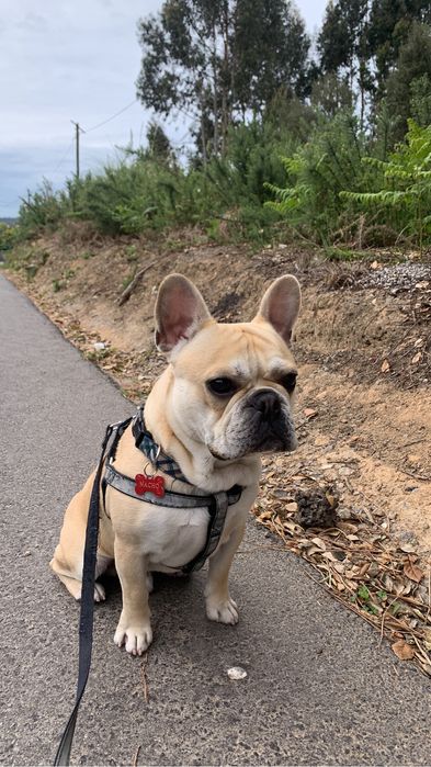 Montas - Bulldog French Cream *experiência*