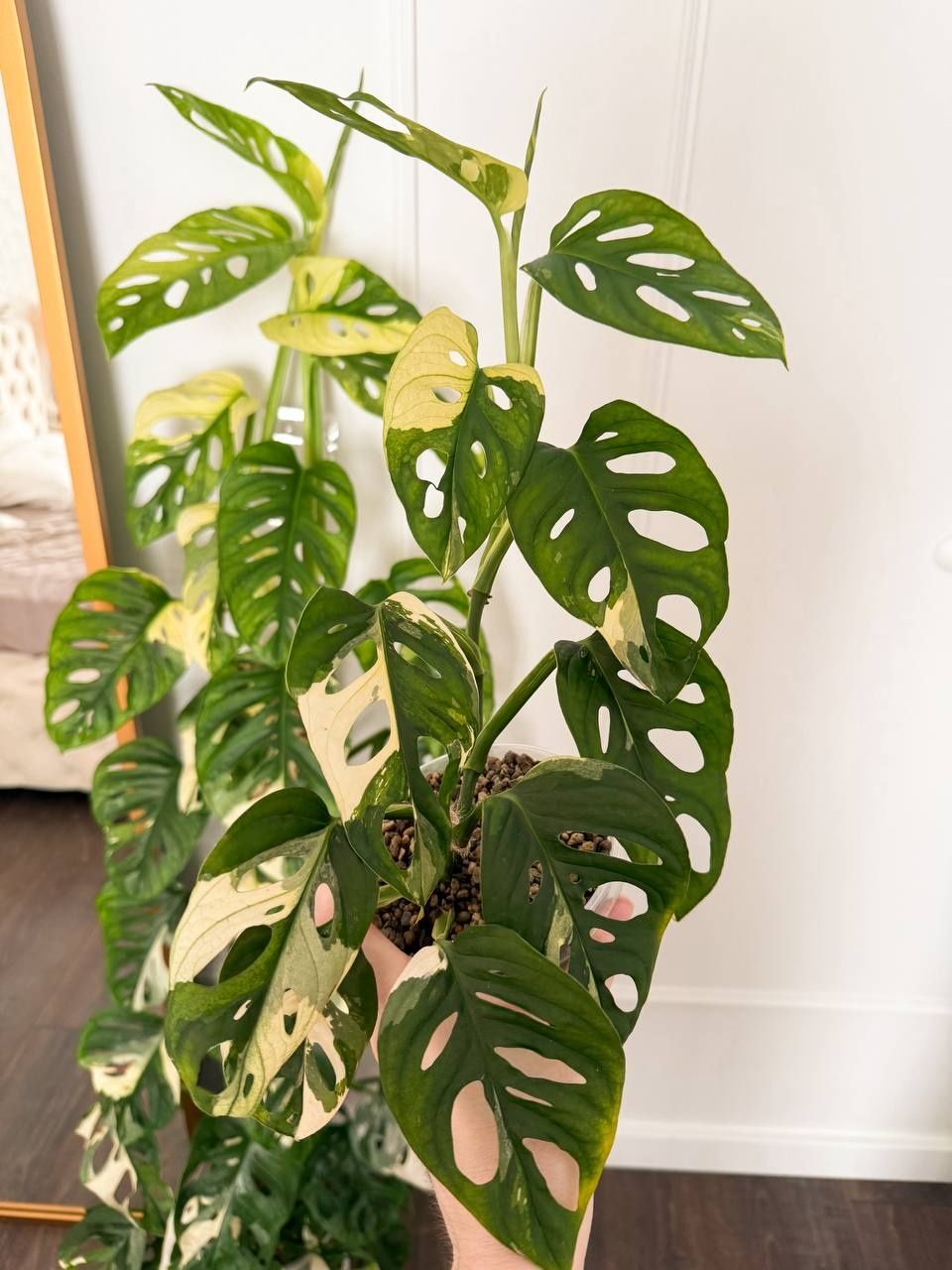 Монстера adansonii yellow variegated / адансона жовта варієгатна