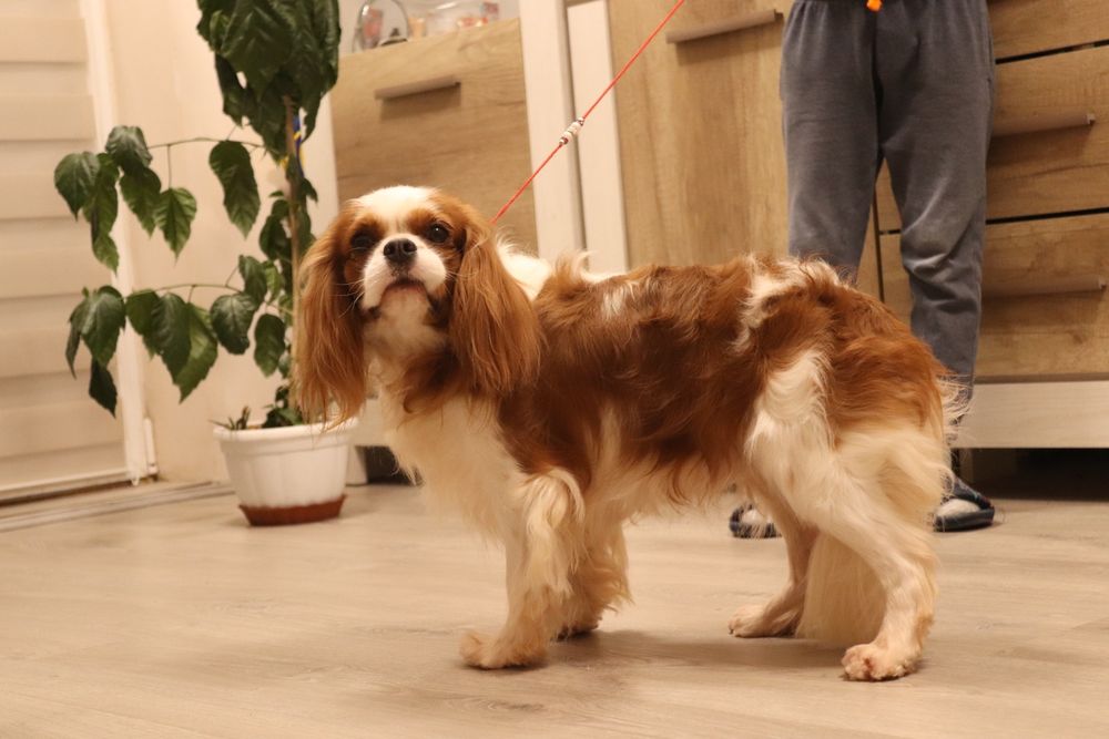 Породний красивий кобель Кавалер, в'язка