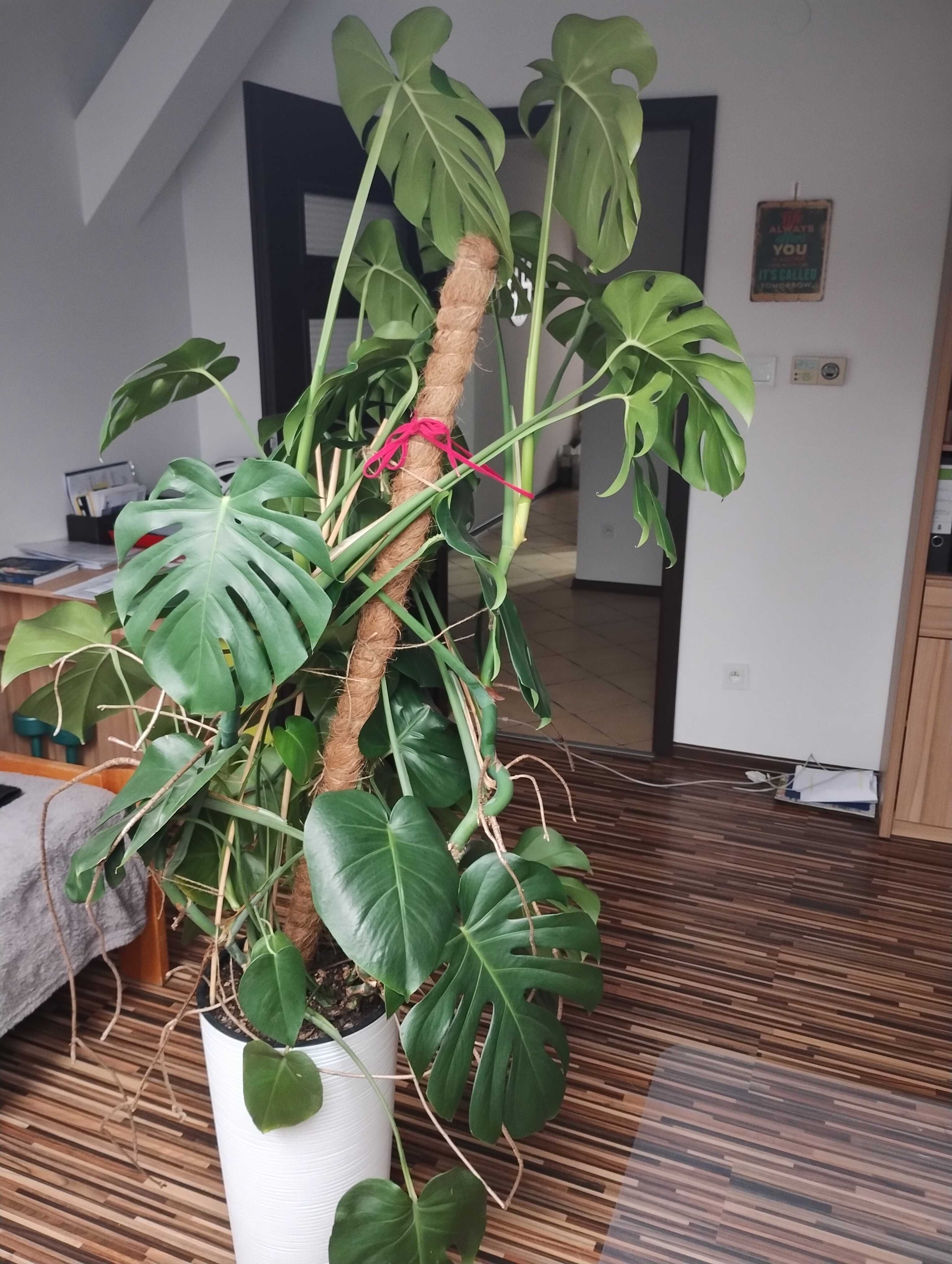 Monstera kwiat ozdobny