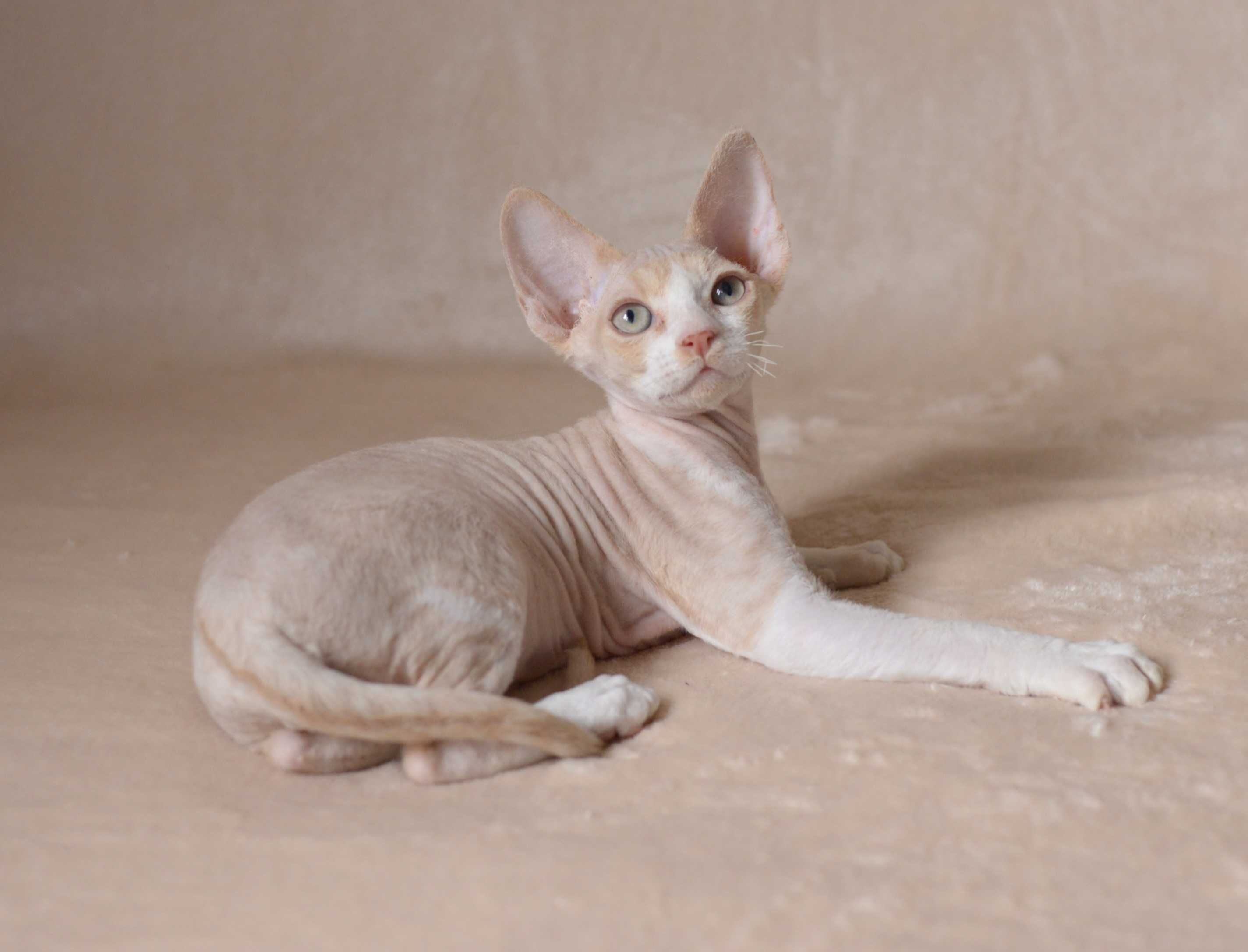 Devon rex Kremowy kocurek z bielą FPL
