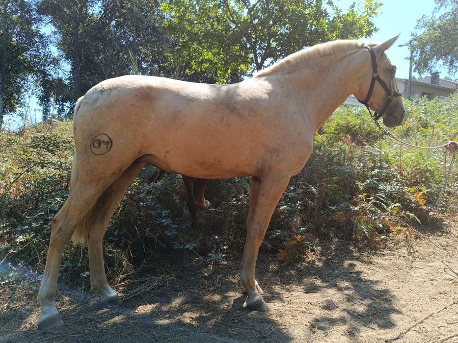 Égua PSLde nome "Ritinha"