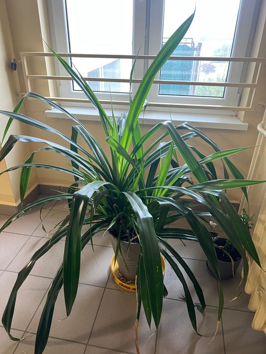 Pandatus, Pochutnik-roślinka doniczkowa