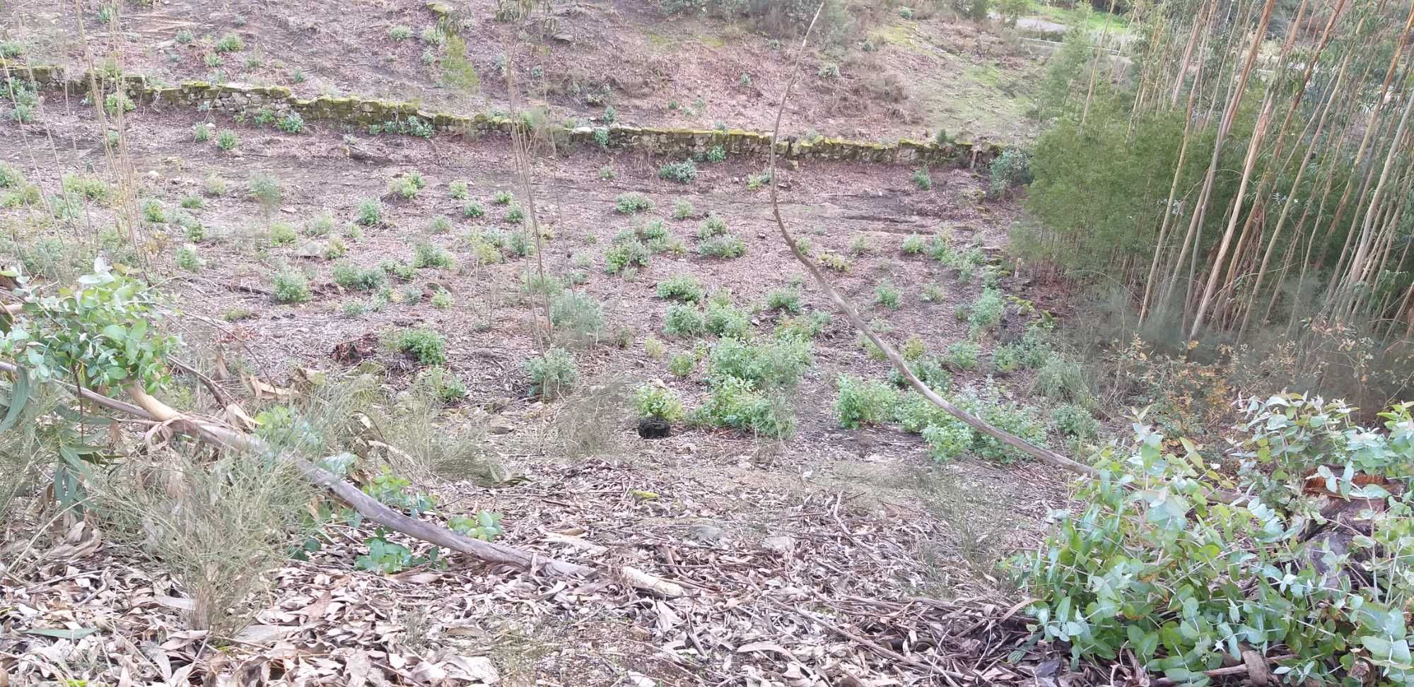Penafiel-Terreno construção 5712m2, próximo e vistas  Parque Cidade