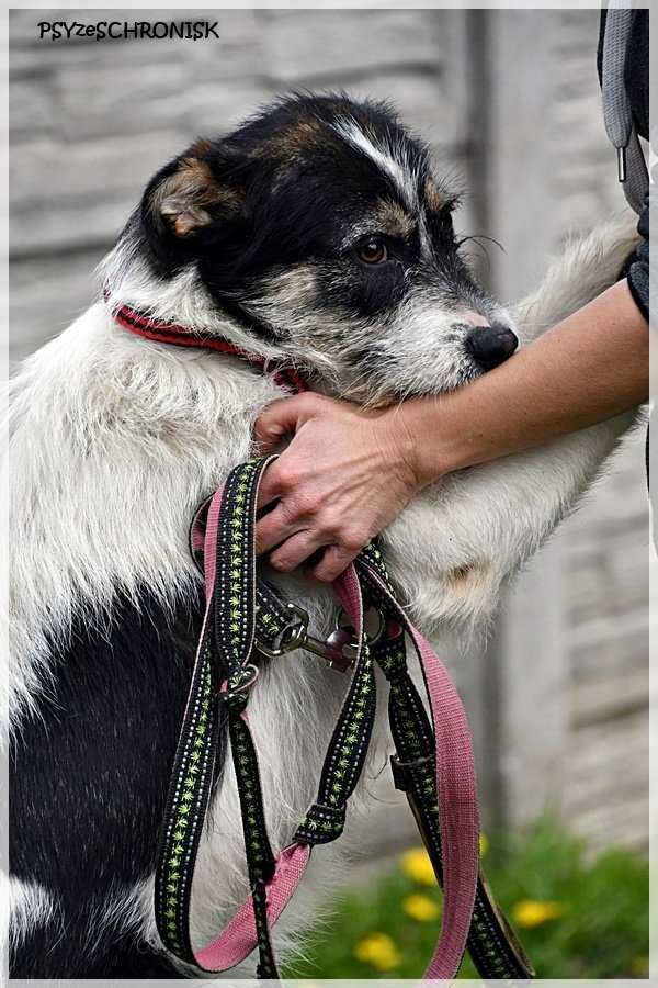 Gabryś, szalenie sympatyczny psiak uśmiechnięty od ucha do ucha