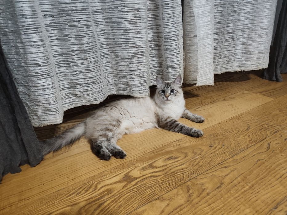 kotka syberyjska neva masqeurade