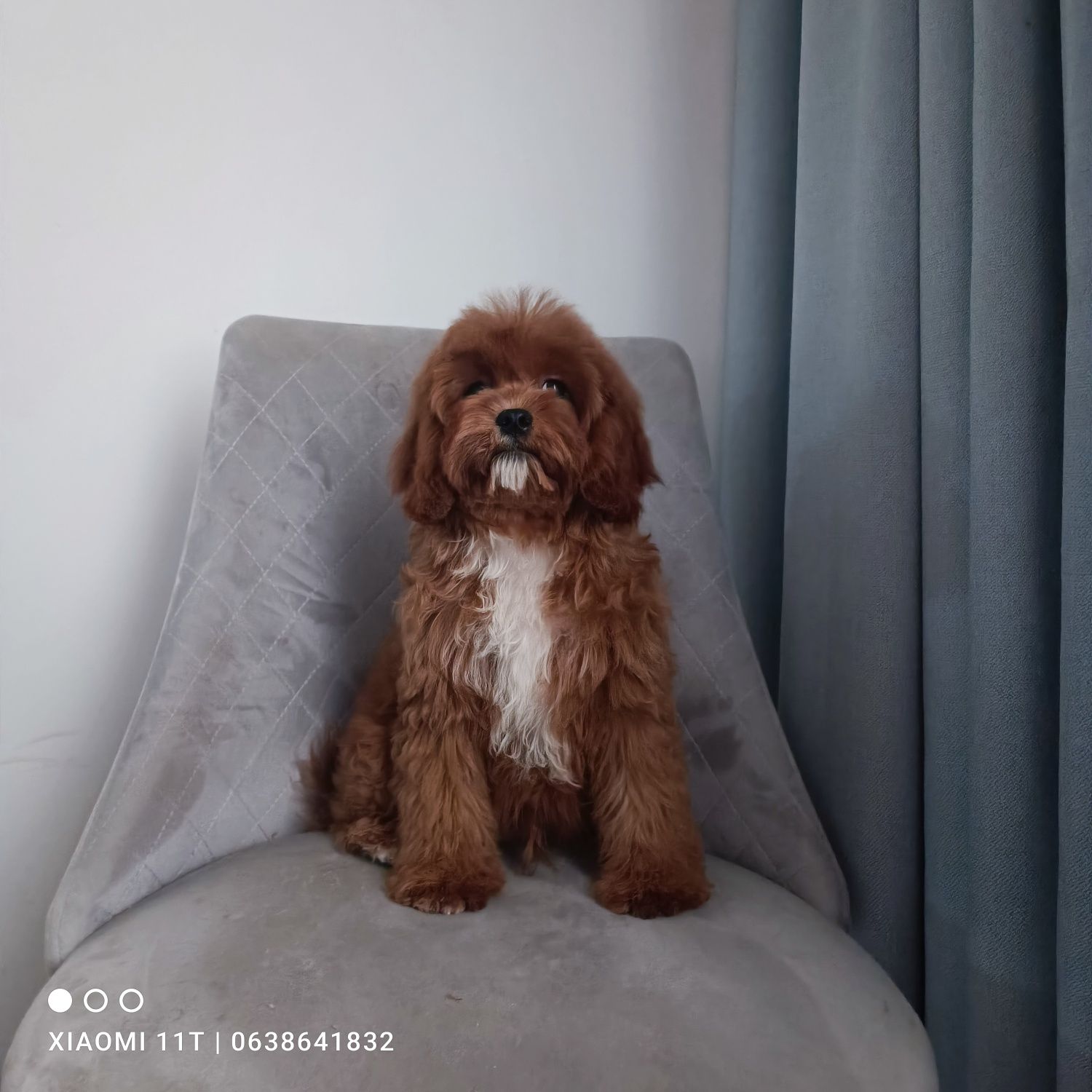 Дуже гарненький хлопчик кавапу. Cavapoo. В Києві