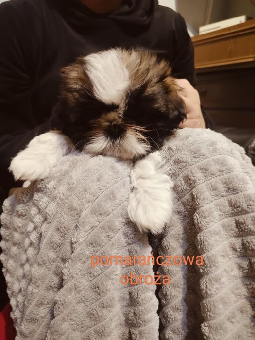 Piękna suczka gotowa na zamianę domu