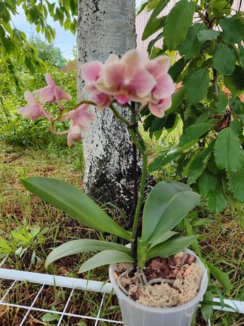 Орхидеи цветущие
