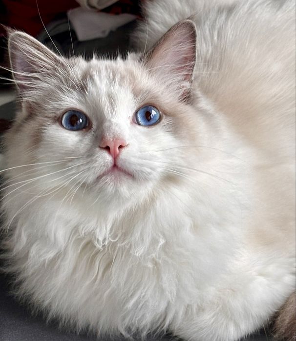 Ragdoll Kocurek hodowlano - wystawowy.