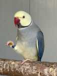 Ringnecks para troca