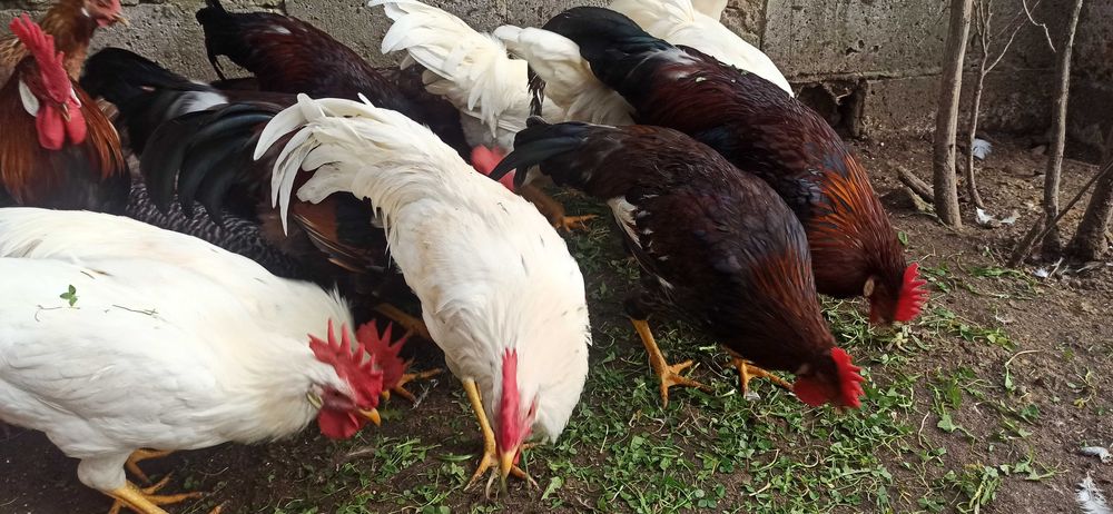 Koguty leghorn i włoszka 2025