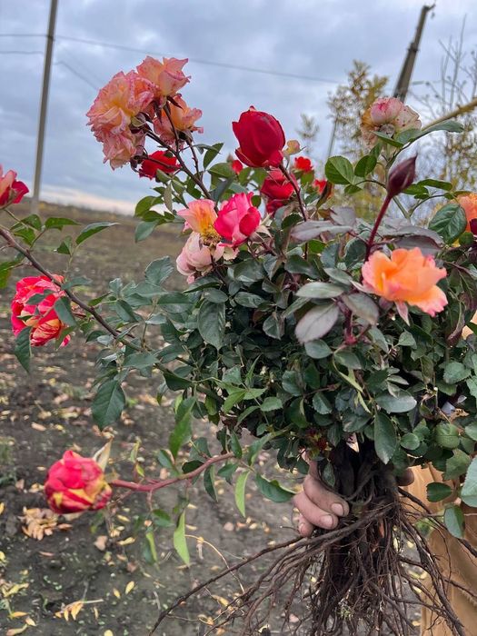 Саджанці троянд набори Ч/Г і Спрей