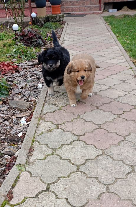 Oddam dwie suczki matka akita mieszanka z berneńskim