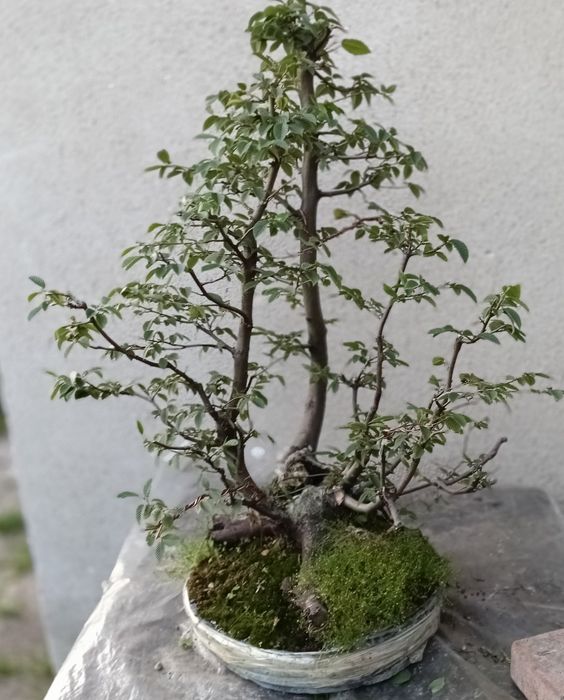 Grab bonsai yamadori