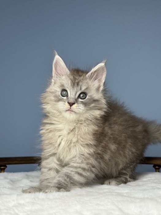 Феромон кукольный мальчик котенок мейн кун в шоу типаже