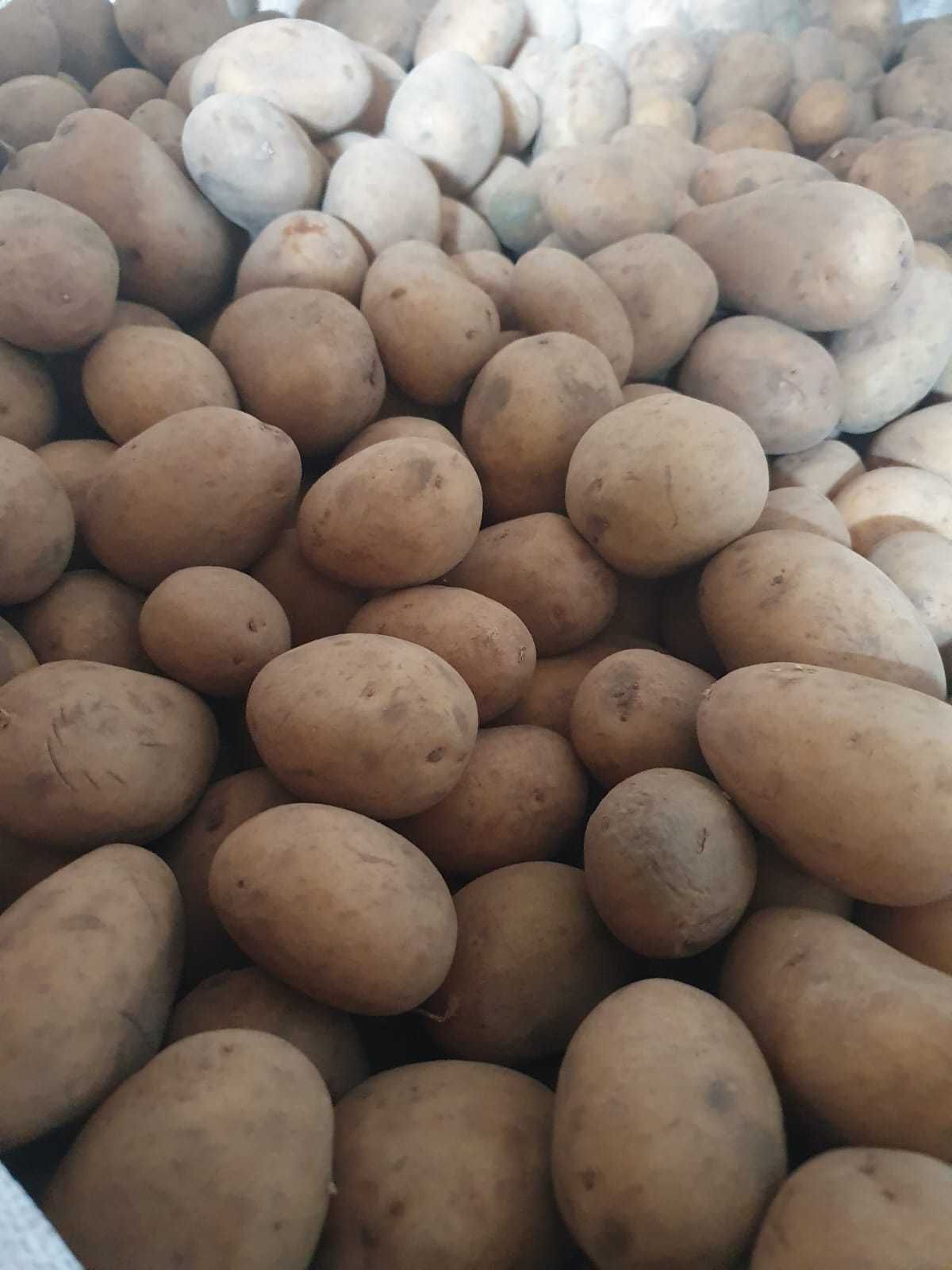Sprzedam ziemniaki sadzeniaki Simonetta 3 tony