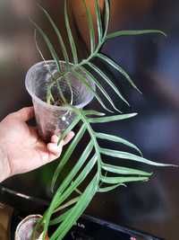 Филодендрон Тортум Philodendron Tortum