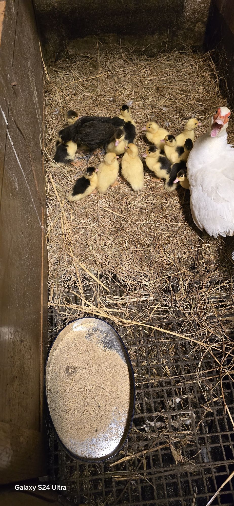 Vendo patos mudos juvenis