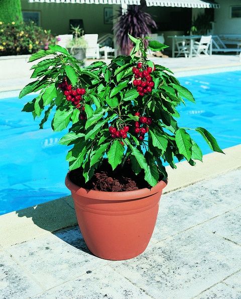 Drzewka czereśni Producent