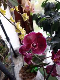 Чорна  унікальна орхідея