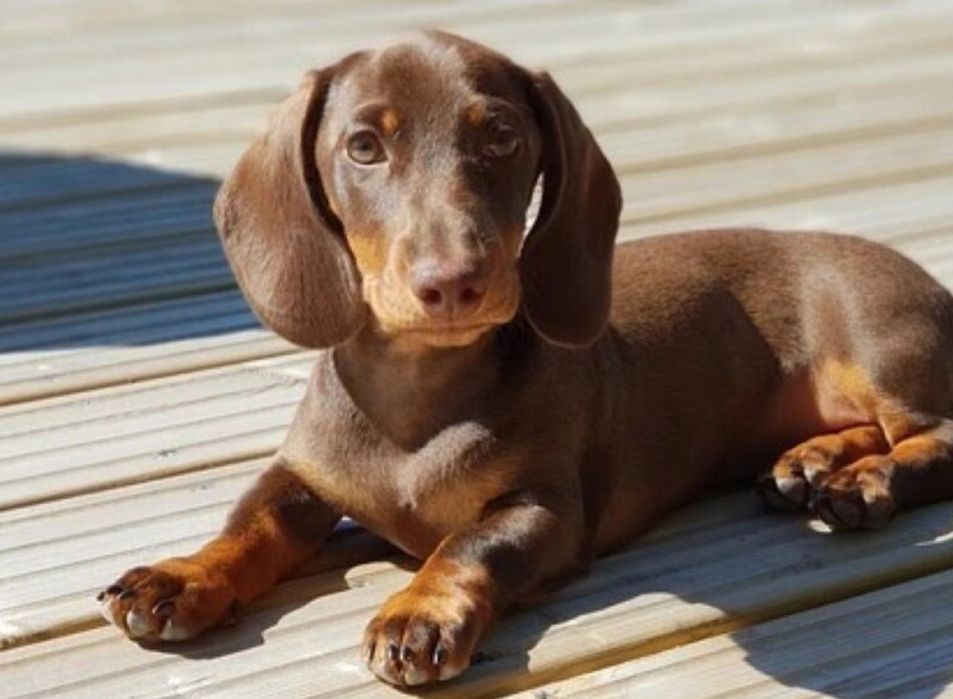 Jamnik Czekoladowy PIES