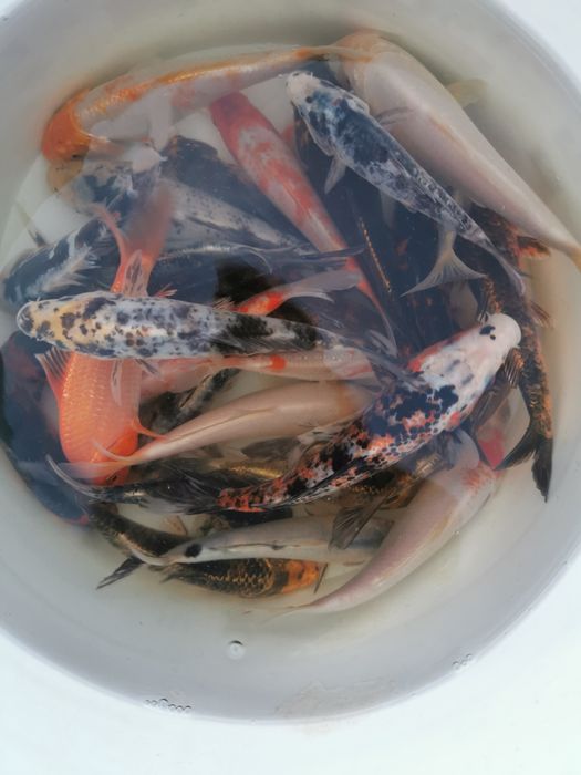 Narybek karpia amura karp koi jesiotr orfa pstrąg