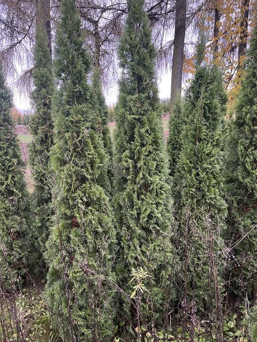 Tuje Szmaragd ok 2 m za  1 zl