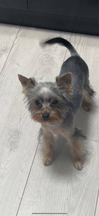 Срочно мини йоркшерский терьер мальчик 6 месяцев