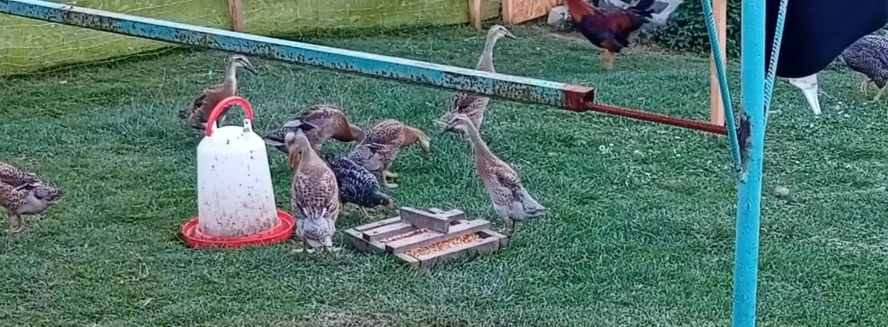 Sprzedam  kaczki biegusy  6 kaczek 1 kaczor