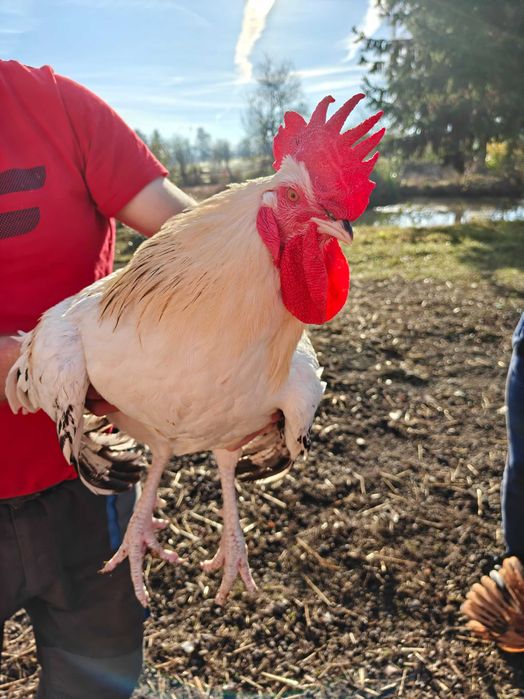 Koguty młode sprzedam