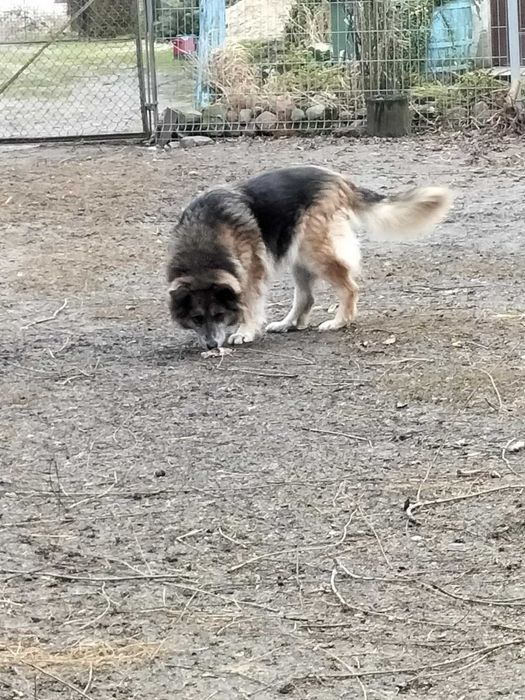 Owczareczka Marysia szuka domu!