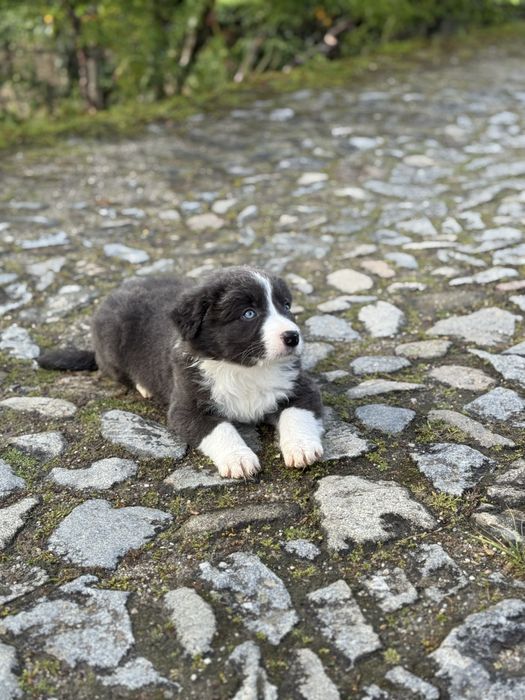 Border Collie Cinza