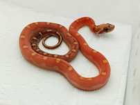 Wąż zbożowy Motley Scaleless het Amel/Ultra ph. 50% anery