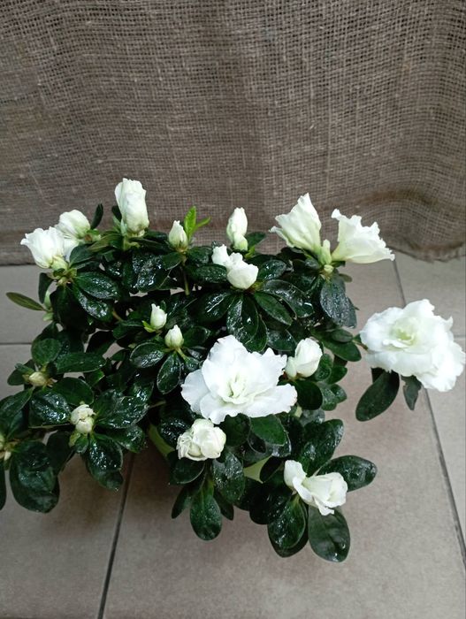 Кімнатні рослини,квіти.Азалія.Послуги: Пересадка Догляд