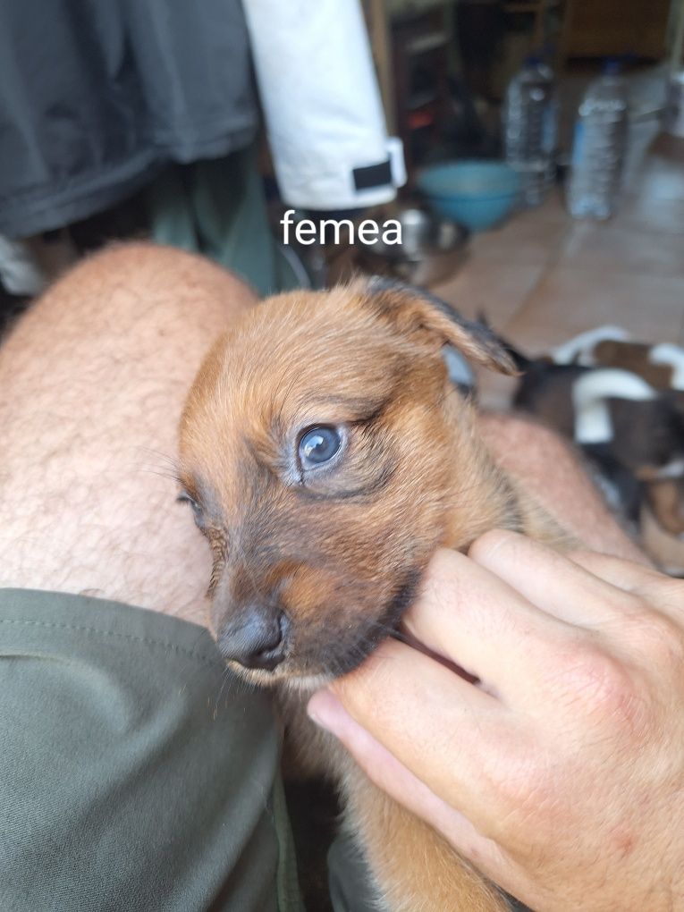 Cachorrinhos porte médio