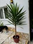 Yuca planta em vaso