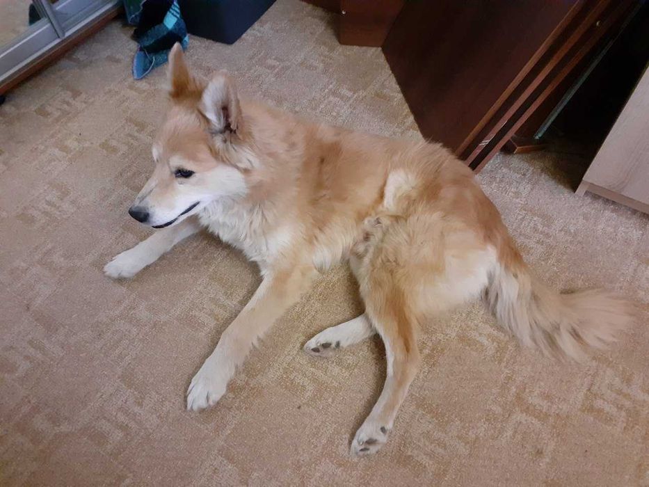 Пес на подвір'я або у квартиру