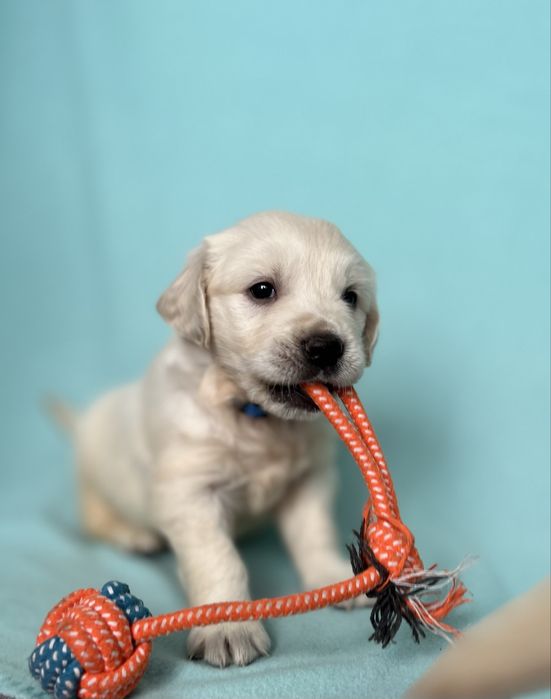 Piesek Golden retriever | ZKwP/FCI | Rodzice wolni od dysplazji