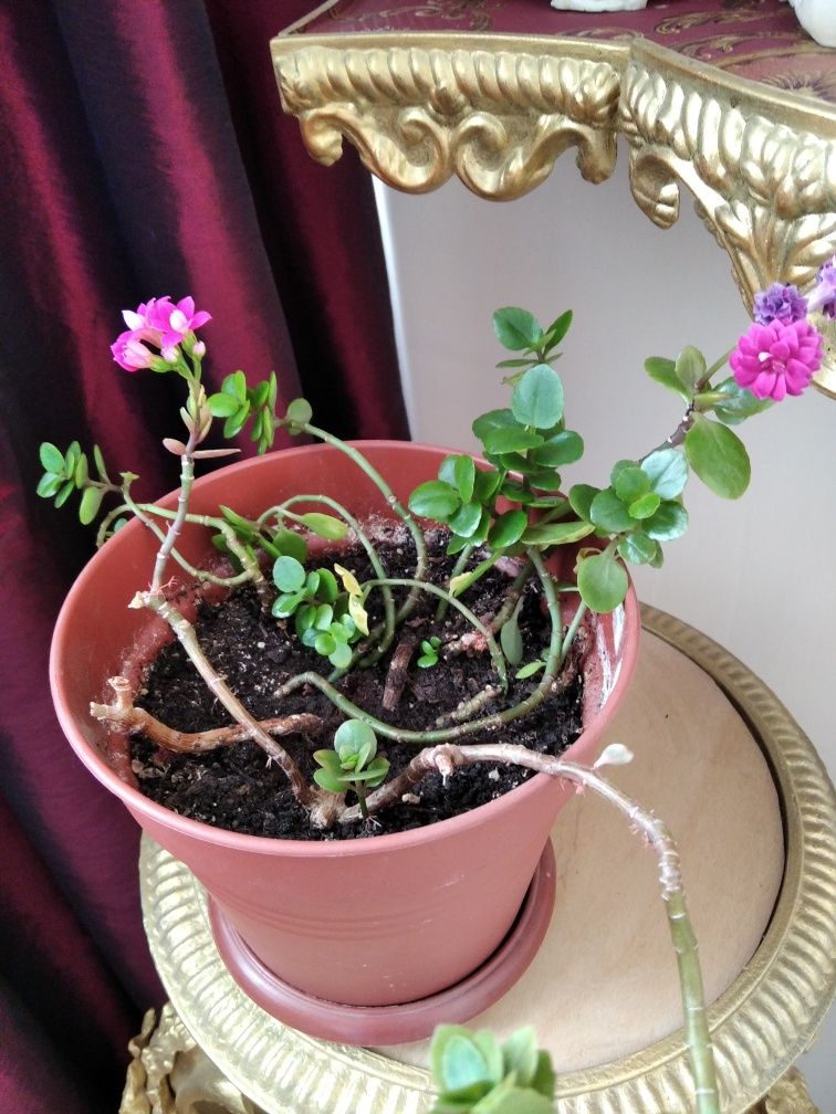 Каланхоэ цветок растение