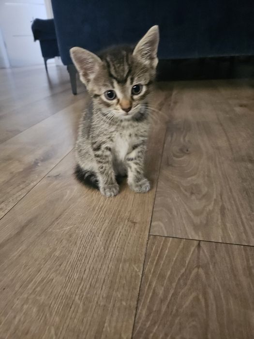 Kotka do adopcji.
